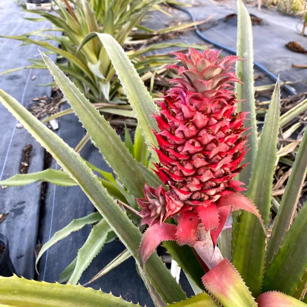 Red_Pineapple_Fruit_Plant