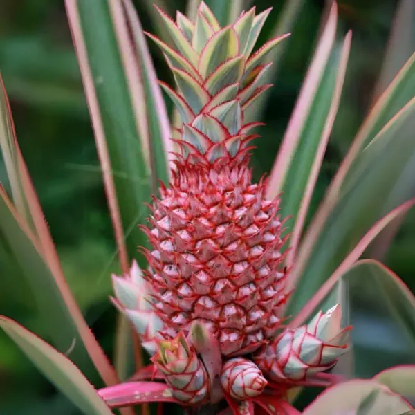 Red_Pineapple_Fruit_Plant