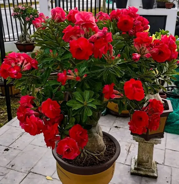 Imported_Red_Rosey_Adenium_Desert_Rose_Live_Flowering_Bonsai_Plant