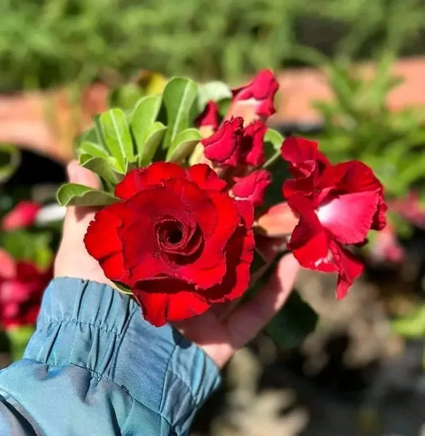 Imported_Red_Rosey_Adenium_Desert_Rose_Live_Flowering_Bonsai_Plant