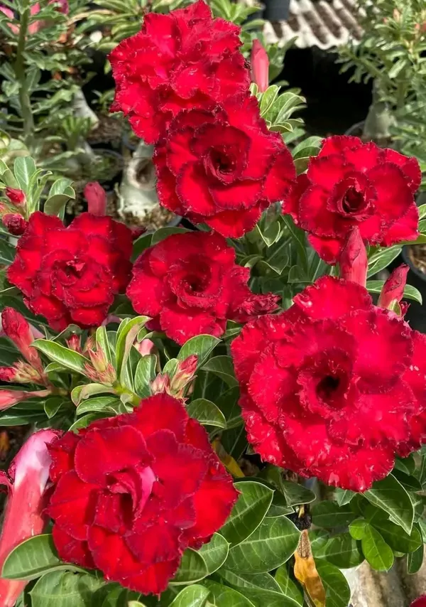 Imported_Red_Rosey_Adenium_Desert_Rose_Live_Flowering_Bonsai_Plant