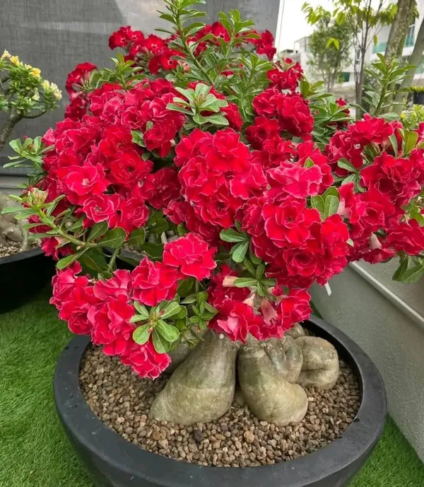 Imported_Red_Rosey_Adenium_Desert_Rose_Live_Flowering_Bonsai_Plant