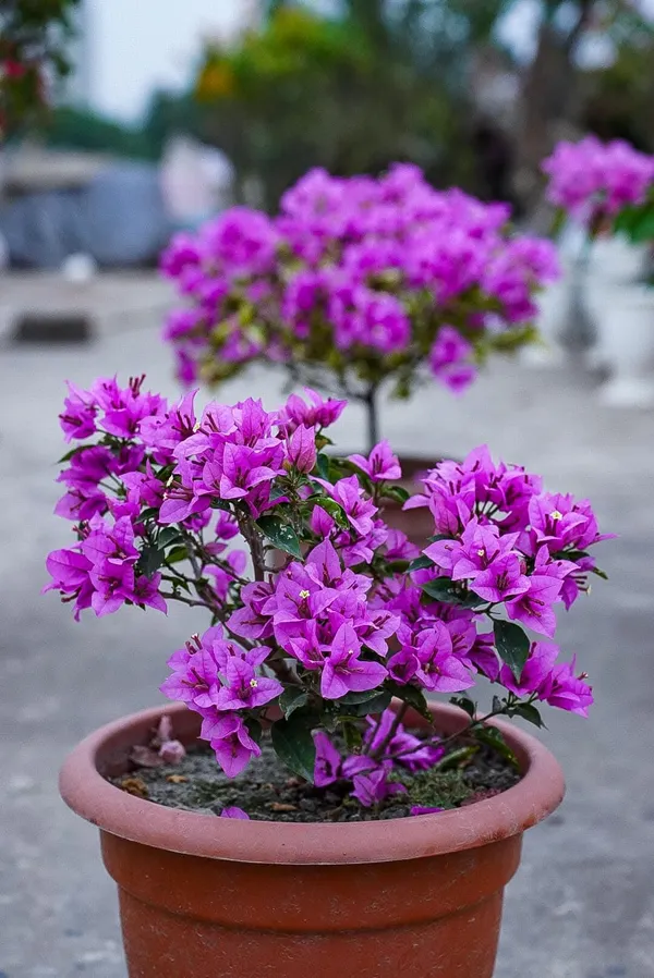 Imported_Refulgence_Dwarf_Pink_Bougainvillea_–_Ornamental_Flowering_Plant