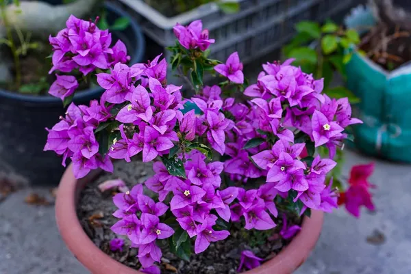 Imported_Refulgence_Dwarf_Pink_Bougainvillea_–_Ornamental_Flowering_Plant