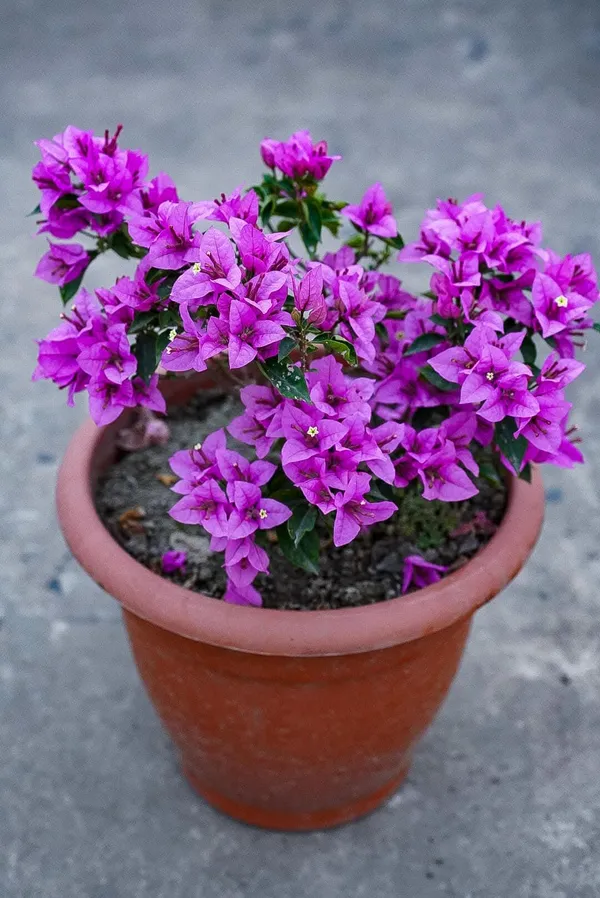 Imported_Refulgence_Dwarf_Pink_Bougainvillea_–_Ornamental_Flowering_Plant