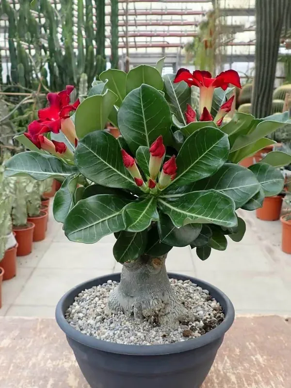 Rosey_Adenium_Combo_(Pack_Of_5_)