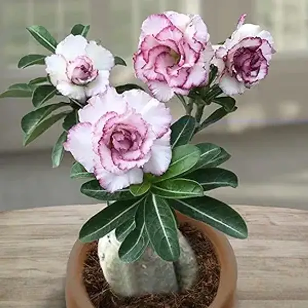 Rosey_Adenium_Combo_(Pack_Of_5_)