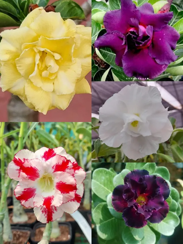 Rosey_Adenium_Combo_(Pack_Of_5_)