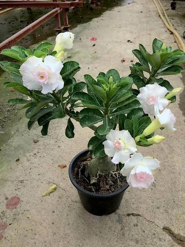 Rosey_Adenium_Combo_(pack_of_6_)