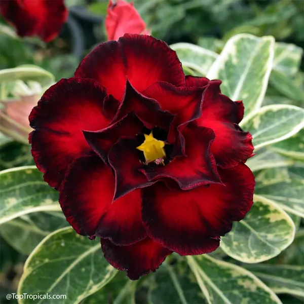 Rosey_Adenium_Combo_(pack_of_6_)