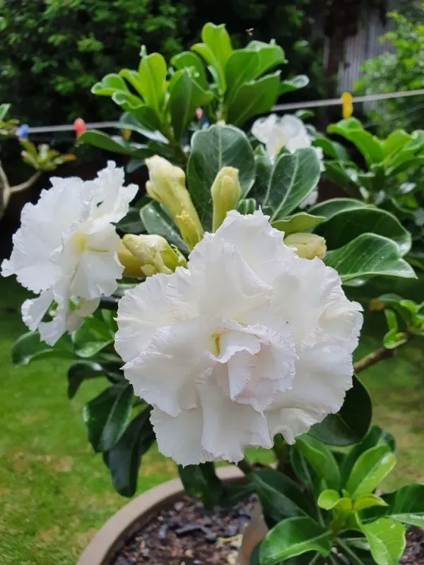 Rossey_Adenium_Combo(pack_of_6)