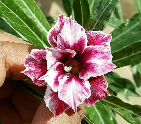Rossey_Adenium_Combo(pack_of_6)