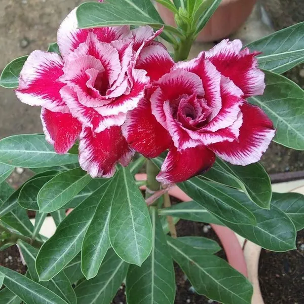 Rossey_Adenium_Combo(pack_of_6)