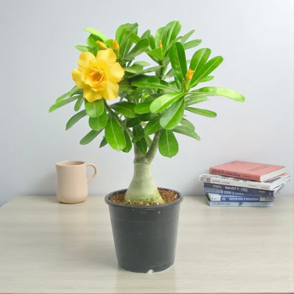 Rossey_Adenium_Combo(pack_of_6)