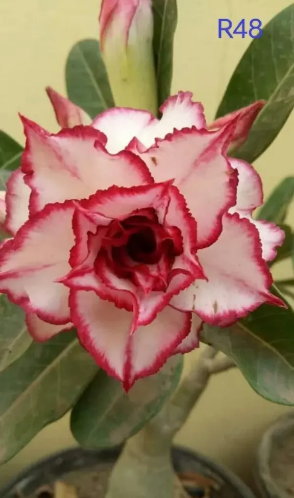 Rossey_Adenium_Combo(pack_of_6)
