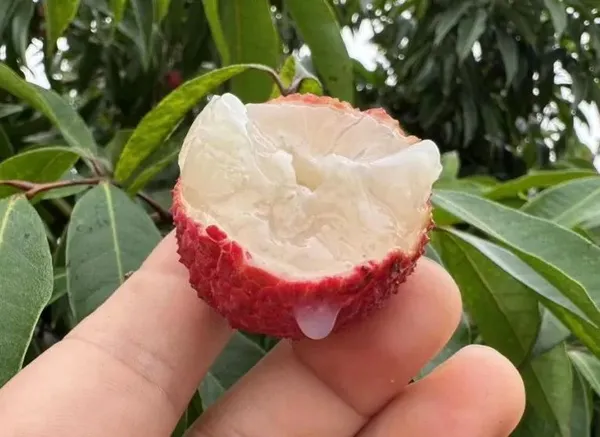 Premium_Imported_Grafted_Seedless_Litchi_Plant