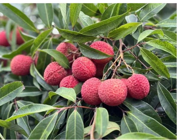 Premium_Imported_Grafted_Seedless_Litchi_Plant