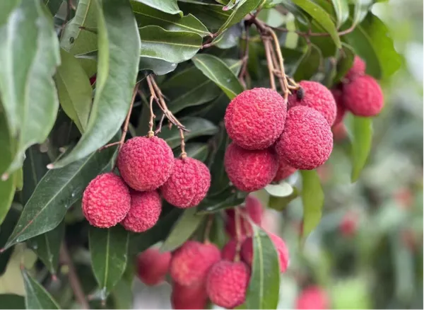 Premium_Imported_Grafted_Seedless_Litchi_Plant