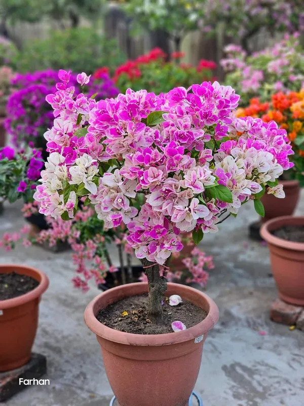 Imported_Ornamental_Splash_Bougainvillea_Flowering_Pot_Plant_for_Home_&_Garden