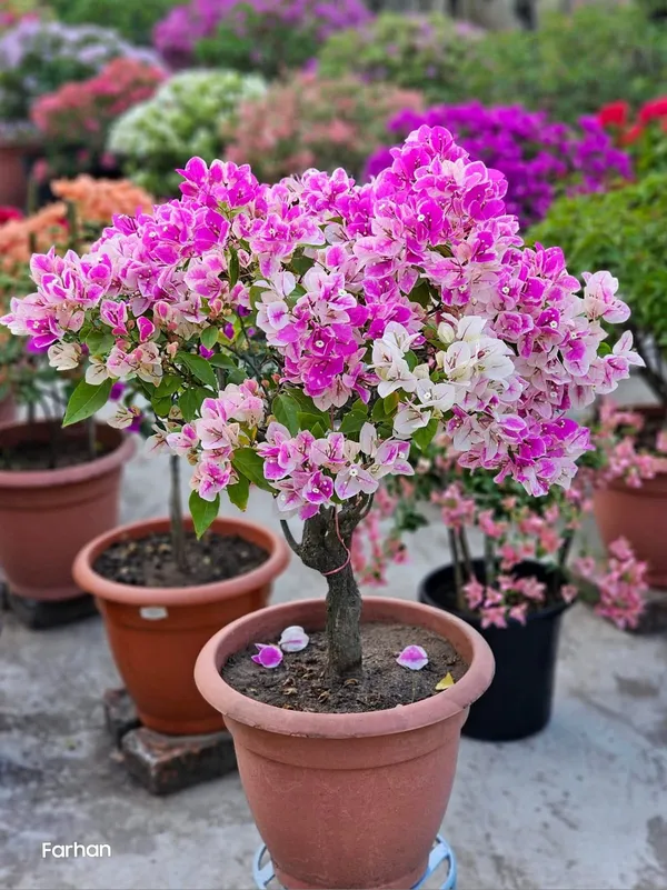 Imported_Ornamental_Splash_Bougainvillea_Flowering_Pot_Plant_for_Home_&_Garden