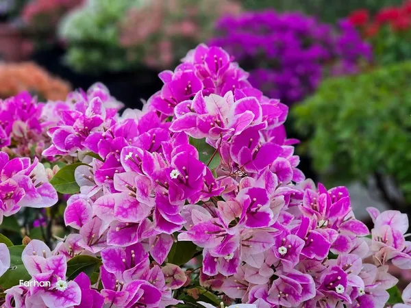 Imported_Ornamental_Splash_Bougainvillea_Flowering_Pot_Plant_for_Home_&_Garden