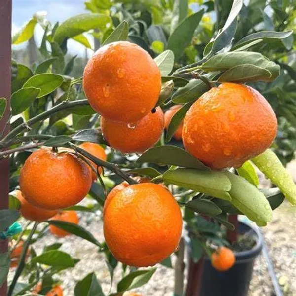 Super_Sweet_khasi_Mandarin_Orange_Plant