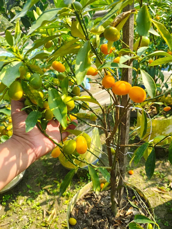 Yellow_Sweet_Lemon_Organic_Plant_For_Gardening