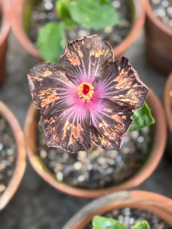 TAIWAN_HIBISCUS(PRINTED)