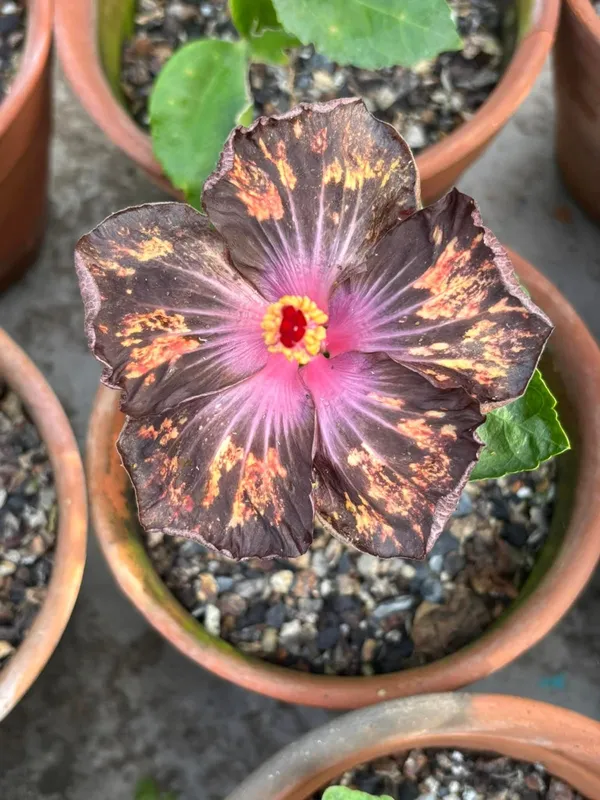 TAIWAN_HIBISCUS(PRINTED)