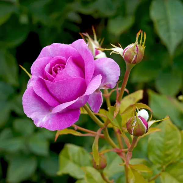 Hybrid_Tea_Rose