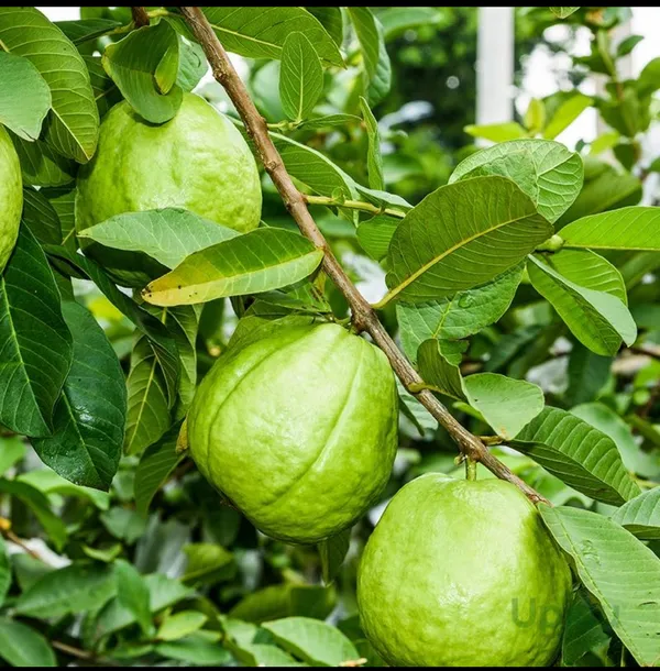 Taiwan_Pink_Guava