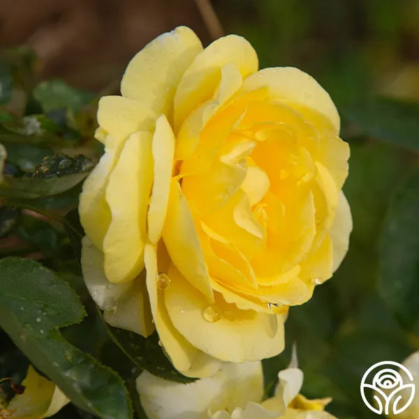 Yellow_Rose_Fragnant