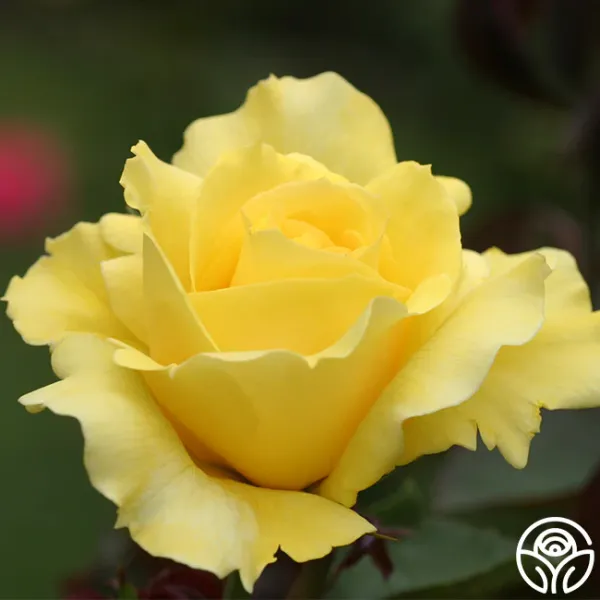 Yellow_Rose_Fragnant