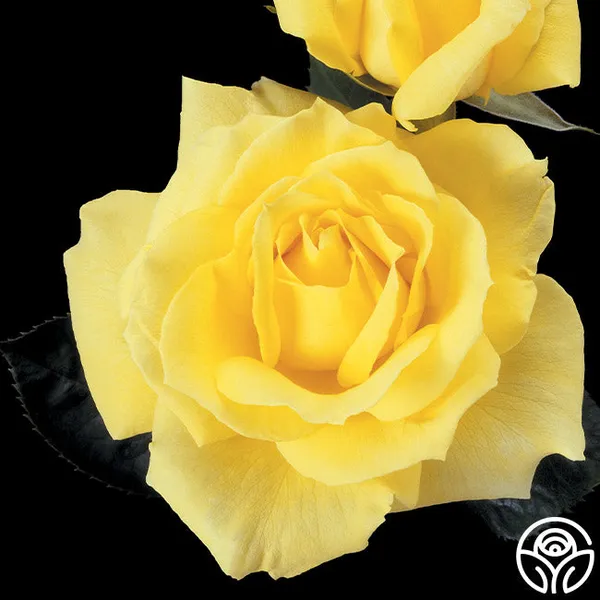 Yellow_Rose_Fragnant