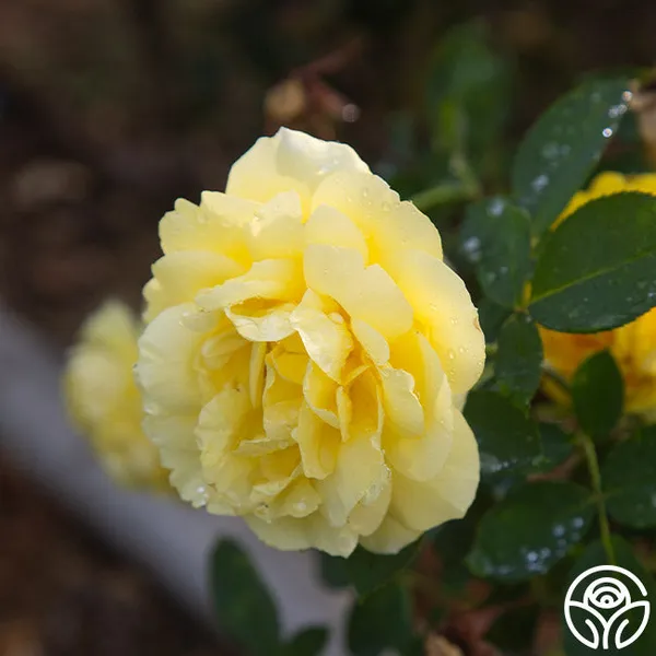 Yellow_Rose_Fragnant
