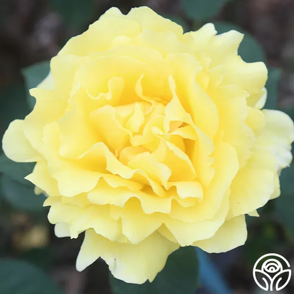 Yellow_Rose_Fragnant