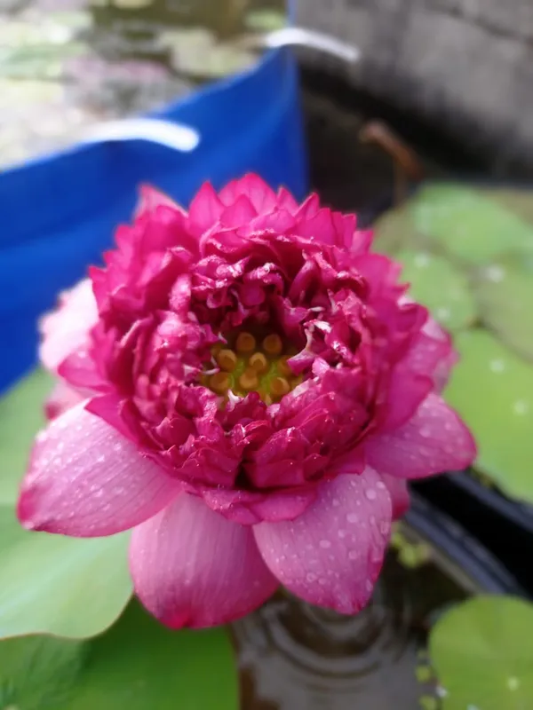 Wadsana_Water_Lotus_Tuber
