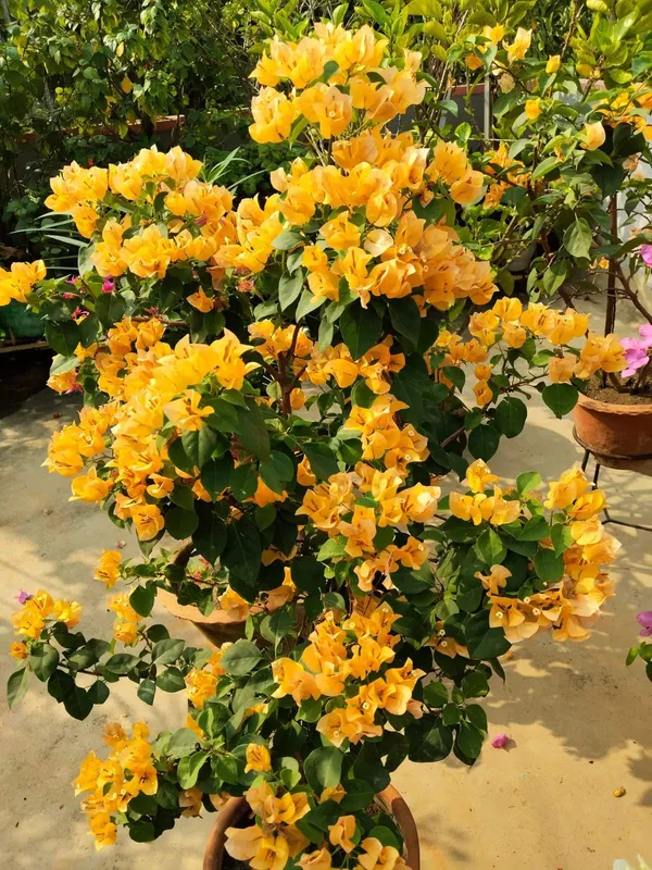 Imported_Yellow_Bougainvillea_Flowering_Plant
