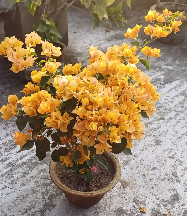 Imported_Yellow_Bougainvillea_Flowering_Plant