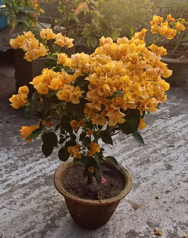 Imported_Yellow_Bougainvillea_Flowering_Plant