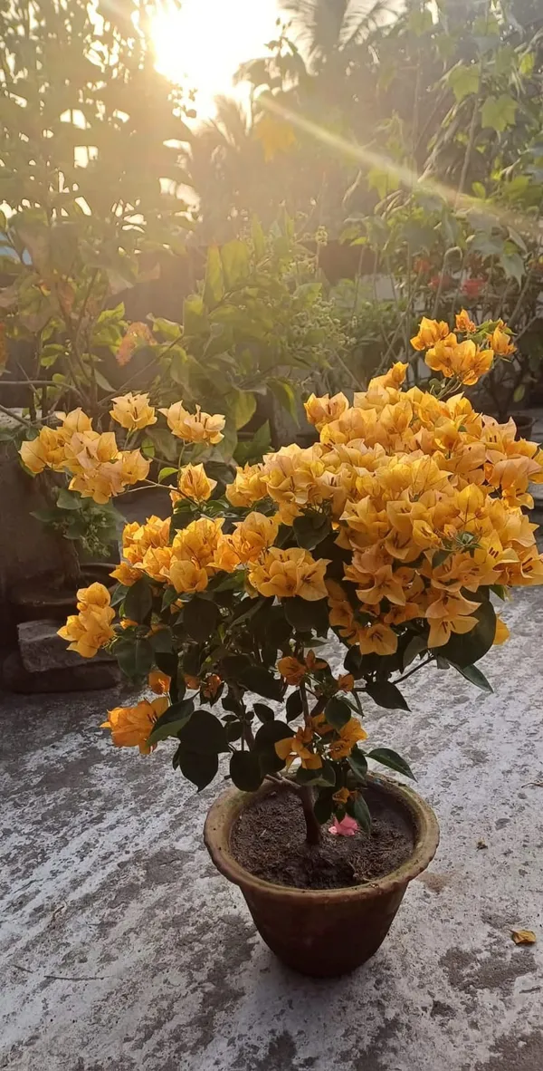 Imported_Yellow_Bougainvillea_Flowering_Plant