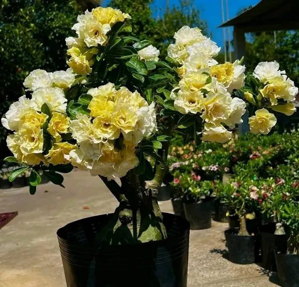 Imported_Yellow_Rose_Adenium_Double_Bloom_Desert_Rose_Live_Plant