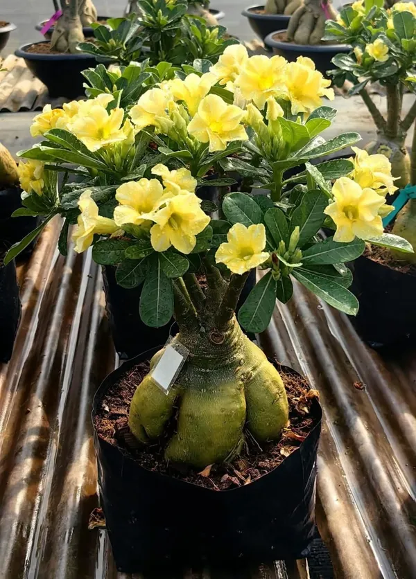 Imported_Yellow_Rose_Adenium_Double_Bloom_Desert_Rose_Live_Plant