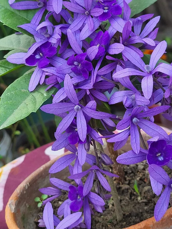 Flower_(gondoraj)__Blue_Petrea_Flower_Plant_By_PrakritiDost