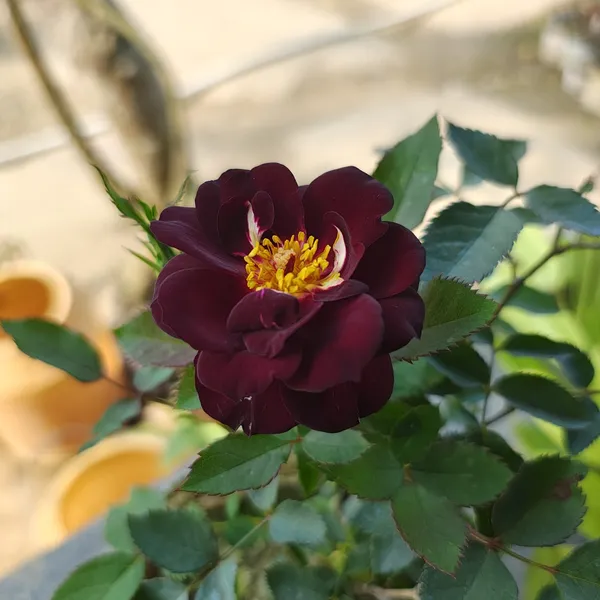 Rhapsody_In_Blue_Rose