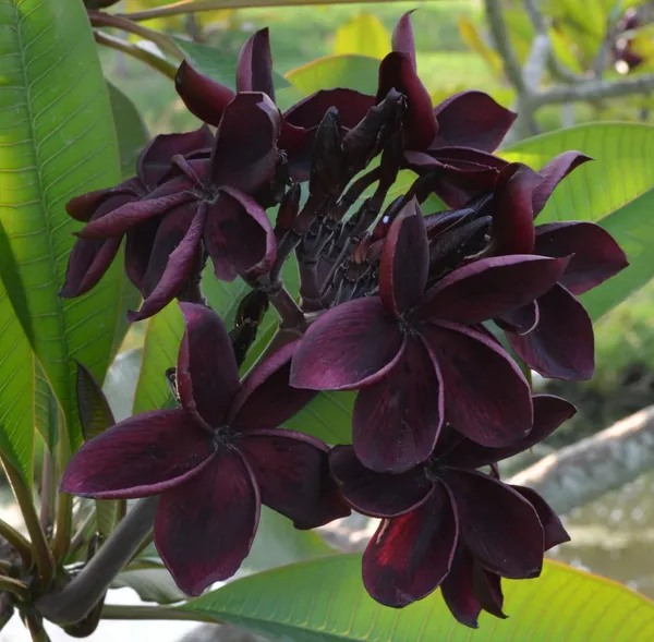 Plumeria_Black_And_Red_Tiger_Organic_Plant_For_Gardening-Prakritidost