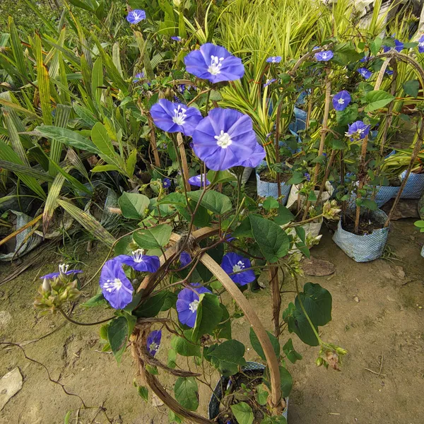 Blue_Star_Creeper_Plant