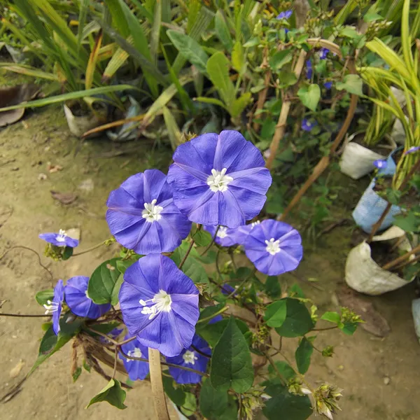 Blue_Star_Creeper_Plant
