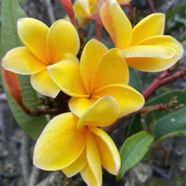 Plumeria_Aztec_Gold
