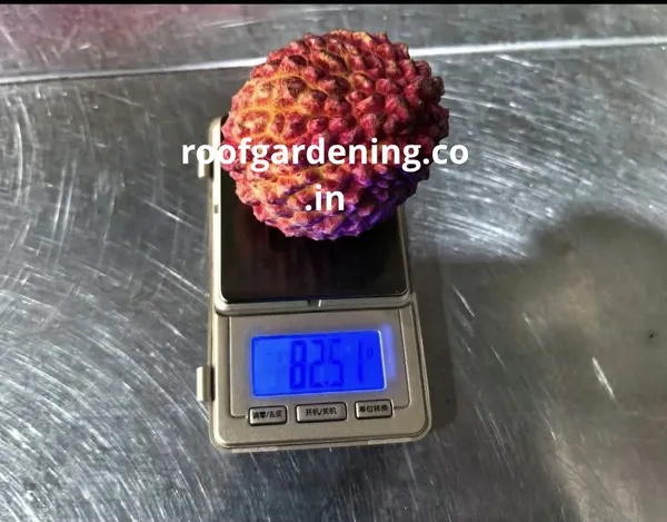 Gaint_Litchi_Fruit_Plant(Grafted)